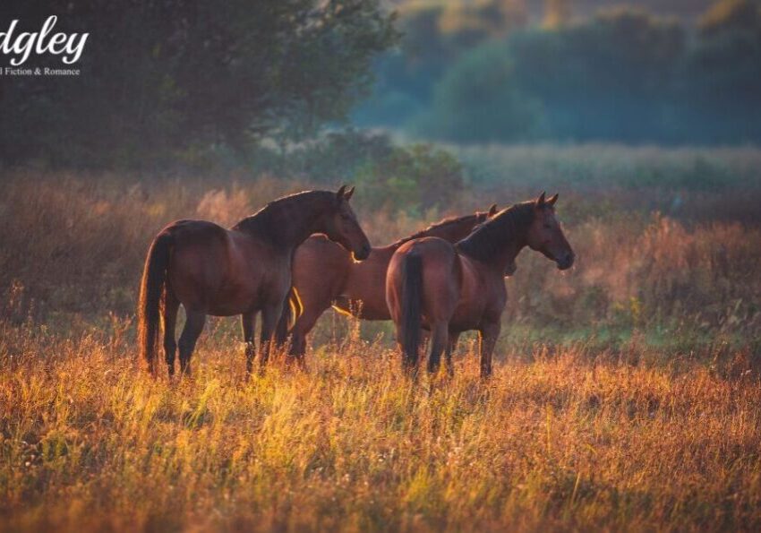 Horses grazing in a sunlit field.